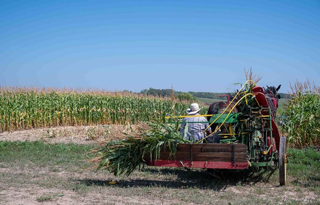 Cornfield at the WMSTR Show